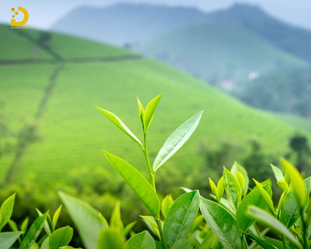 Trị mụn bằng trà xanh