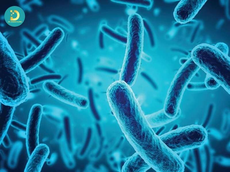 Vai trò của vi khuẩn Cutibacterium acnes và phản ứng viêm